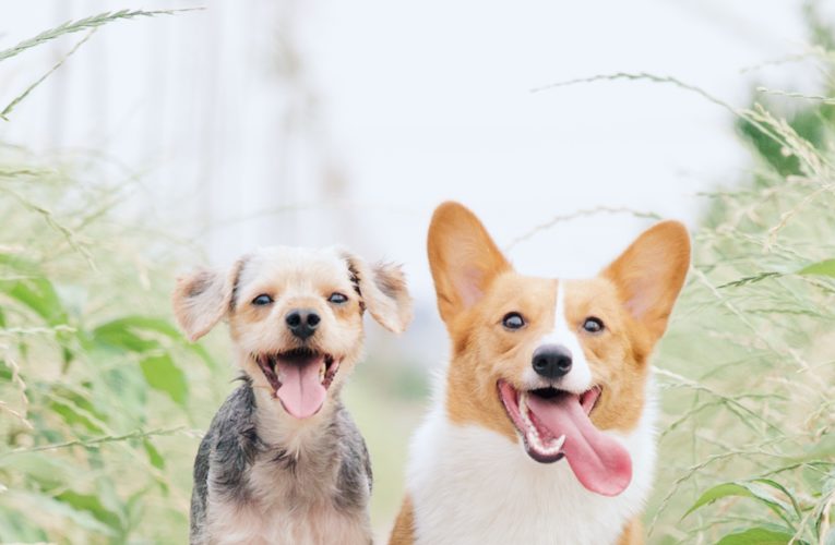 Preventing Home Dog Fights in Mineral Wells