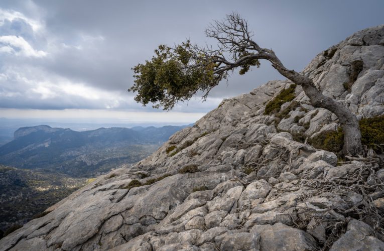 Mineral Wells: The Importance of Resilience in Overcoming Trauma